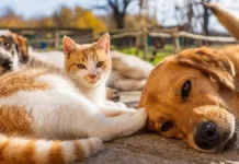 Consejos esenciales para cuidar a tu mascota en el calor del verano.