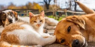 Consejos esenciales para cuidar a tu mascota en el calor del verano.