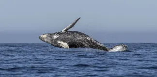 Impactante encuentro: una ballena embiste a un joven en el Estrecho de Magallanes.