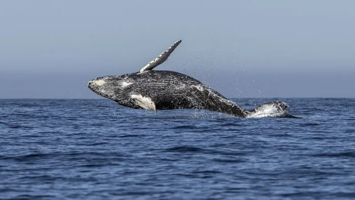 Impactante encuentro: una ballena embiste a un joven en el Estrecho de Magallanes. Impactante encuentro: una ballena embiste a un joven en el Estrecho de Magallanes.