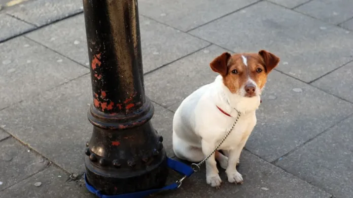 ¿Dejar a tu perro amarrado en la calle puede costarte una multa? Descúbrelo aquí. ¿Dejar a tu perro amarrado en la calle puede costarte una multa? Descúbrelo aquí.