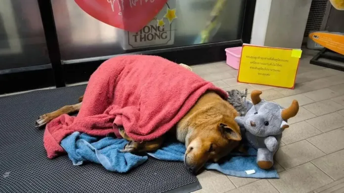 Una perrita fiel espera a su dueño fallecido Una perrita fiel espera a su dueño fallecido