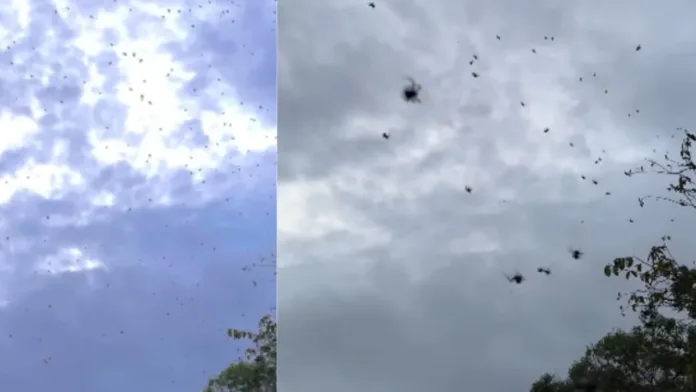 Lluvia de arañas en Brasil: un fenómeno natural que asombra y viraliza en redes. Lluvia de arañas en Brasil: un fenómeno natural que asombra y viraliza en redes.