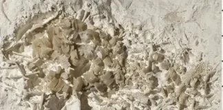 Descubren vómito fosilizado de hace 66 millones de años en Dinamarca.
