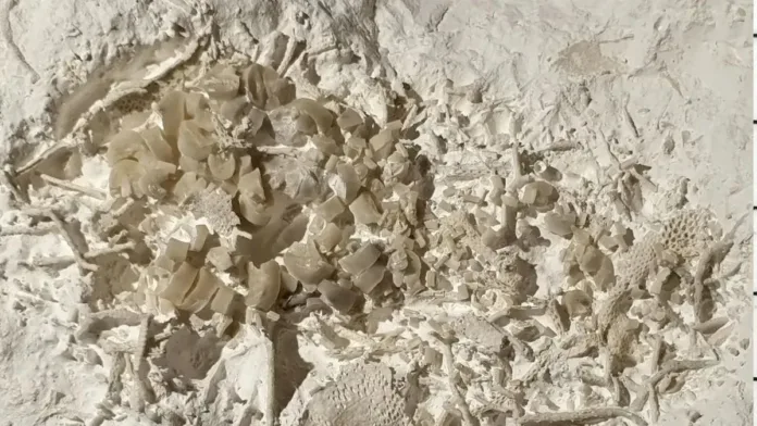 Descubren vómito fosilizado de hace 66 millones de años en Dinamarca. Descubren vómito fosilizado de hace 66 millones de años en Dinamarca.