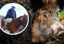 Muerte por ataque de jabalí en Mendoza: alerta por especie invasora en Chile.