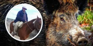 Muerte por ataque de jabalí en Mendoza: alerta por especie invasora en Chile.