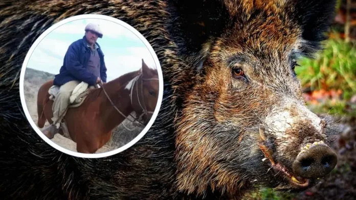 Muerte por ataque de jabalí en Mendoza: alerta por especie invasora en Chile. Muerte por ataque de jabalí en Mendoza: alerta por especie invasora en Chile.