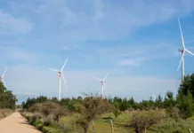 La fauna chilena enfrenta nuevos retos por la expansión de parques eólicos.
