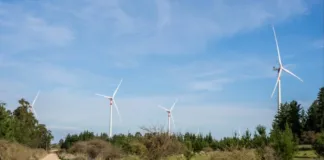 La fauna chilena enfrenta nuevos retos por la expansión de parques eólicos.