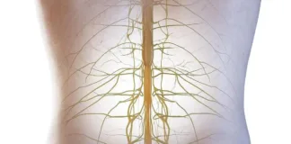 Innovaciones en implantes y robótica para tratar la parálisis por lesiones medulares.