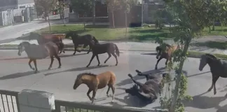 Caballos y vacas sueltos en Talcahuano generan preocupación por posibles accidentes.