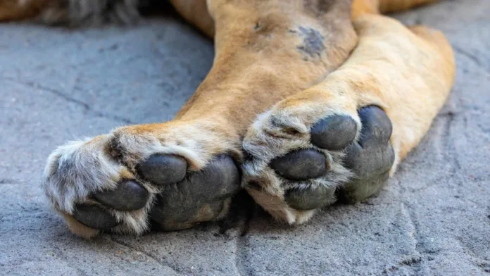 Rescate de dos perros amarrados a una camioneta en La Serena tras una semana de abandono. Rescate de dos perros amarrados a una camioneta en La Serena tras una semana de abandono.