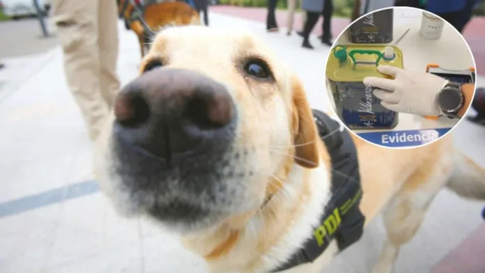 Incautan éxtasis oculto en tarros de aceite de oliva gracias a perros de Aduanas. Incautan éxtasis oculto en tarros de aceite de oliva gracias a perros de Aduanas.