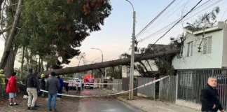 Un árbol gigante cae sobre casas en Temuco durante su tala por terceros.