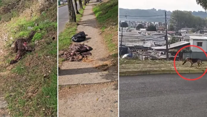 Restos de caballo en Barrio Modelo: vecinos exigen soluciones a la situación. Restos de caballo en Barrio Modelo: vecinos exigen soluciones a la situación.