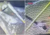La dirigenta sugiere que restos de la lancha Bruma podrían estar en el Cobra.