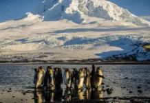 Islas Heard y McDonald: un refugio de fauna en medio de la guerra comercial de Trump.