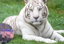 Un tigre blanco ataca a un trabajador de circo durante una peligrosa actuación.