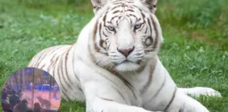Un tigre blanco ataca a un trabajador de circo durante una peligrosa actuación.